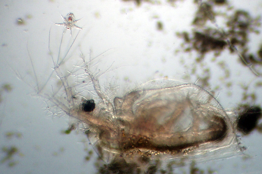 Daphnia (Daphnia) obtusa